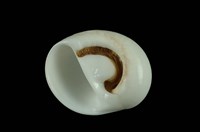 玉螺藏品圖，第4張